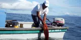 Ingenieros chocoanos crean un ‘app’ para vender pescado fresco Ingenieros chocoanos crean un ‘app’ para vender pescado fresco